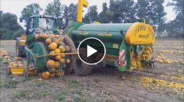 Modern Agriculture Machines Harvesters: Pumpkin and Squash Field Fertilizing