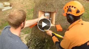 Awesome Fastest Tree Felling Technique, Dangerous Fastest Biggest Tree Felling Cutting Down Chain...